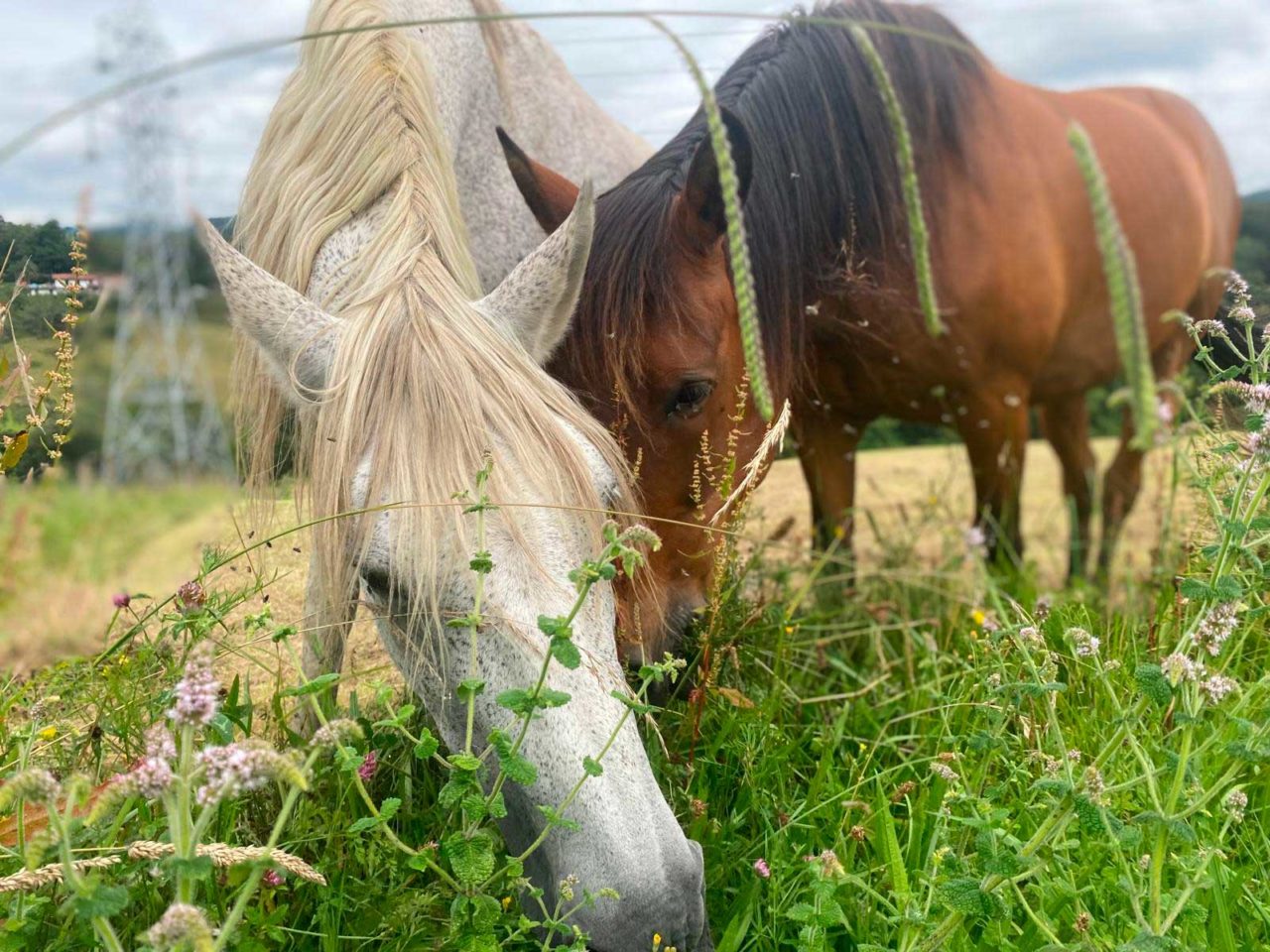 Caballos - Casa Rural Larre Aundi