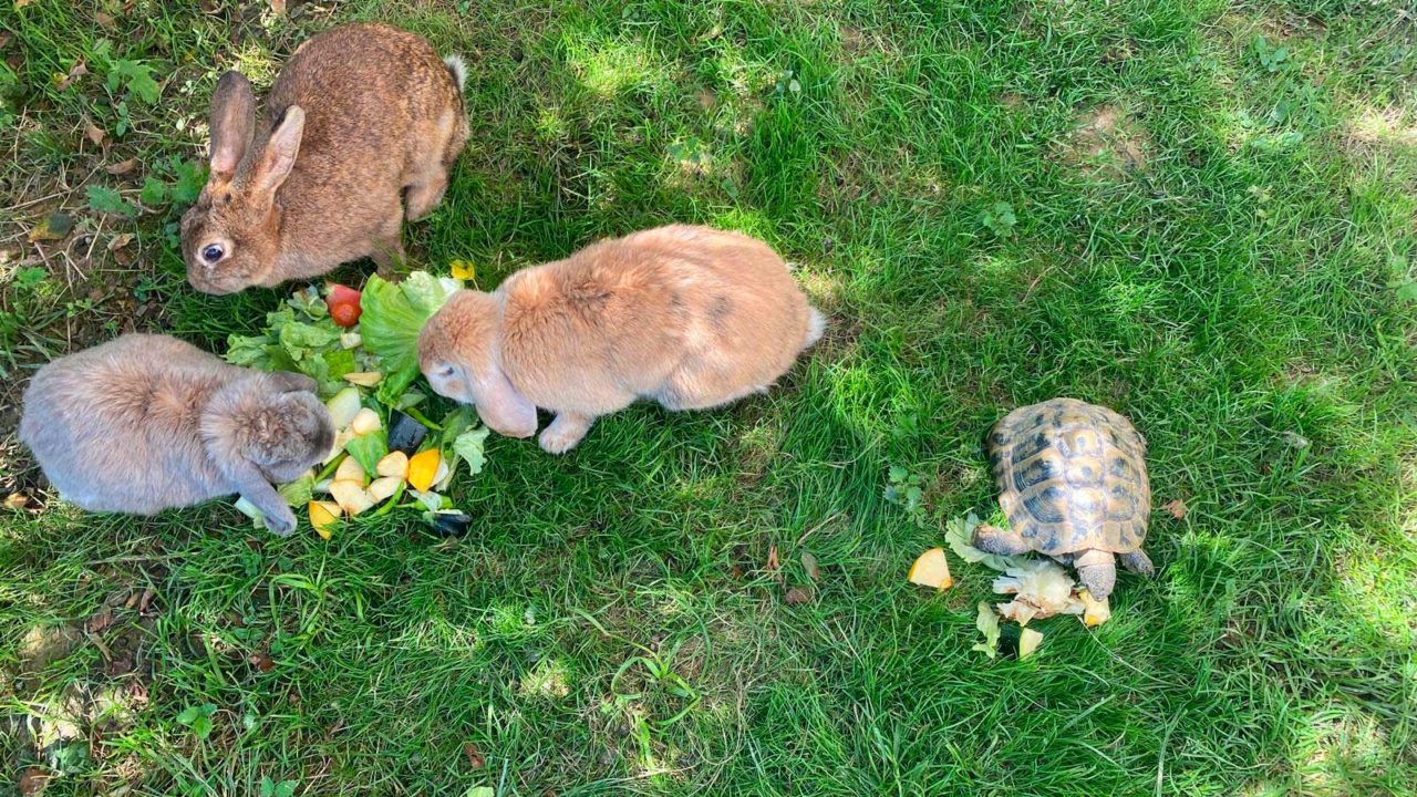 Animales - Casa Rural Larre Aundi